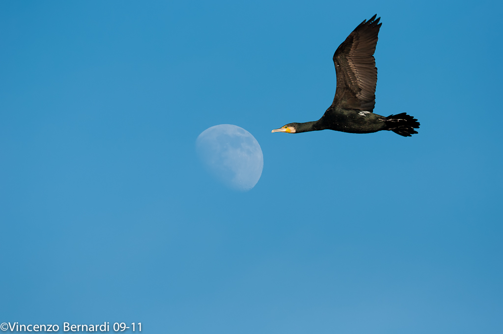 black cormorant  flying,phalacrocorax carbo spece.