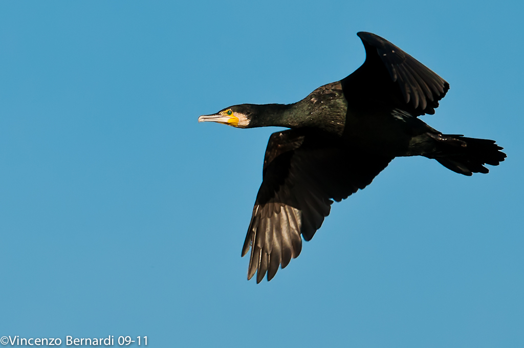 black cormorant  flying,phalacrocorax carbo spece.