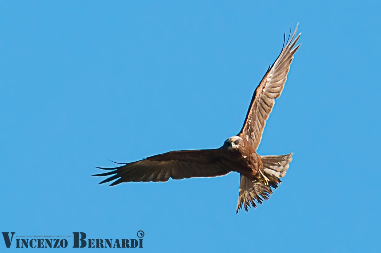 Marsh Harrier. taken up in the air while looking toward the came